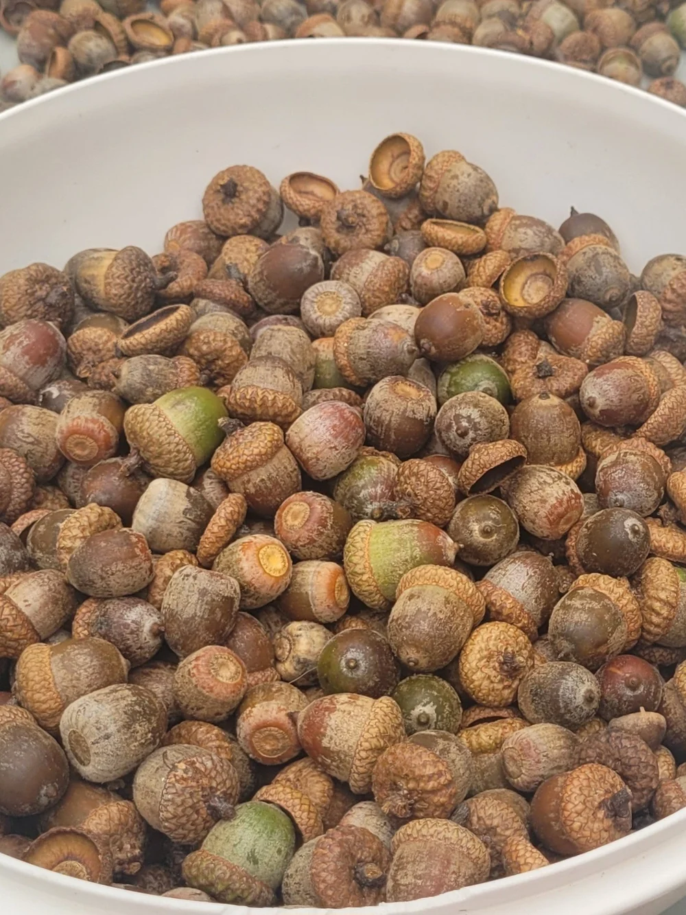 Natural Oak Acorn Great For Making Crafts